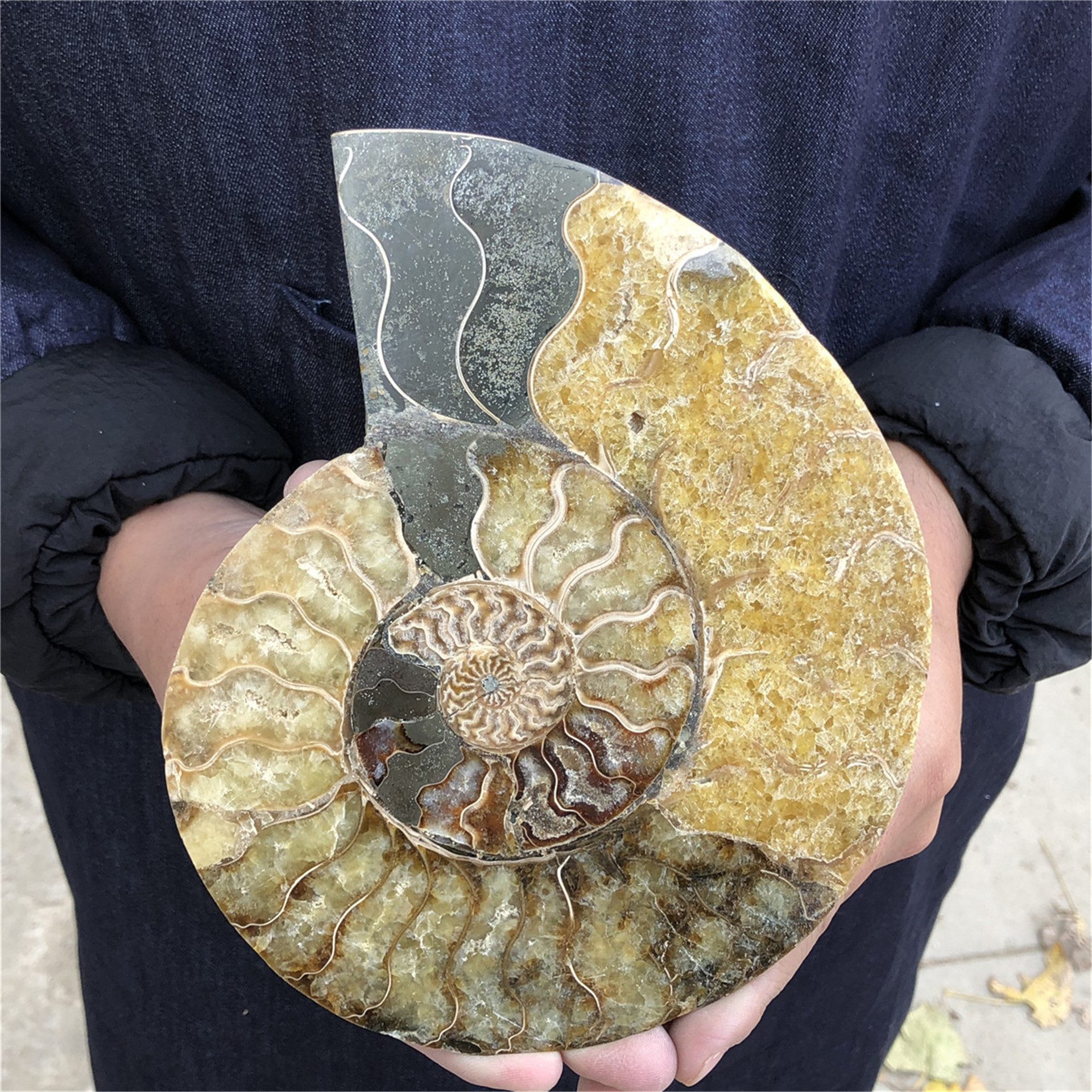 Wholesale Natural Folk Crafts Ammonite Fossil Nautilus Shell Cut Slices Specimen For Decoration and gifts