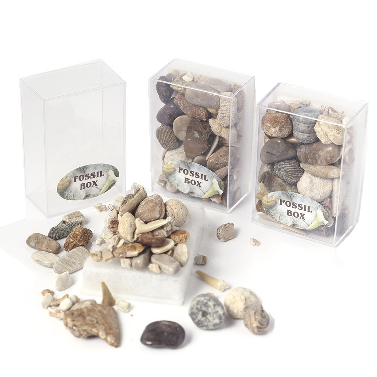 Hot sale natural fossil stone gift box mixed fossil ore specimens teaching minerals rocks gravel materials for sale