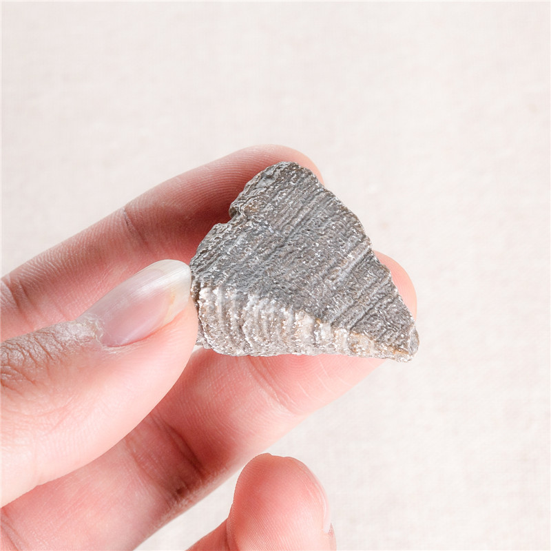 Natural Marine life fossil coral stone gifts wholesale small coral fossil stone specimen for sale