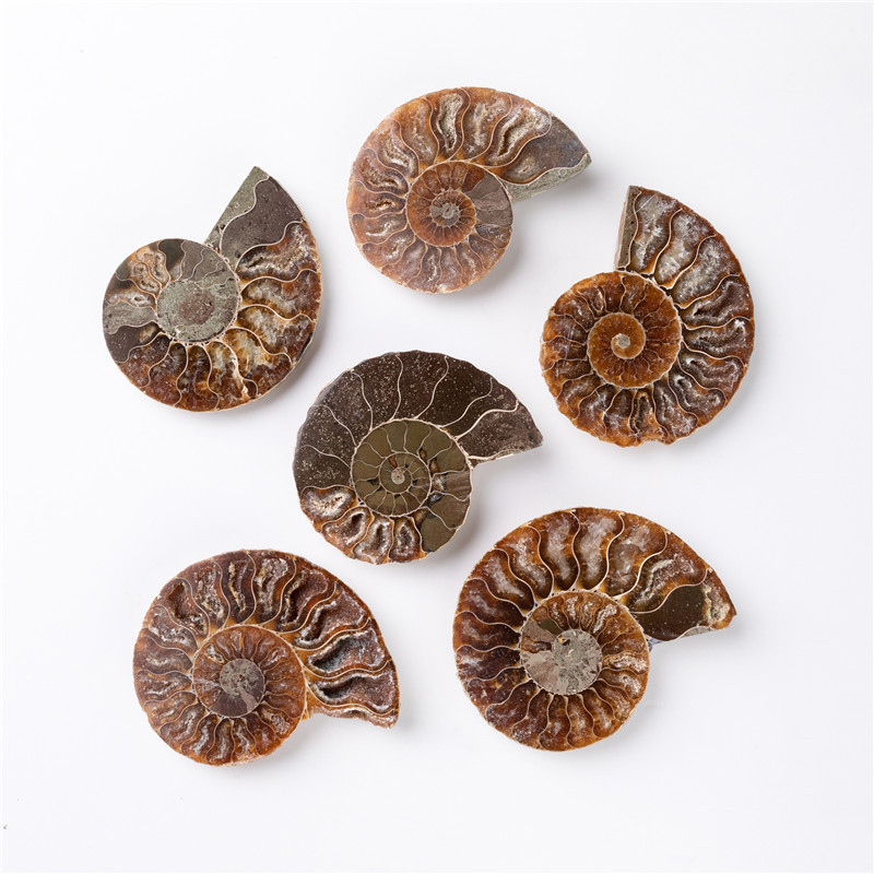 Natural Conch Fossil Wholesale High quality 6-7cm Spotted Snail Fossil Stone Specimen For Home Decoration