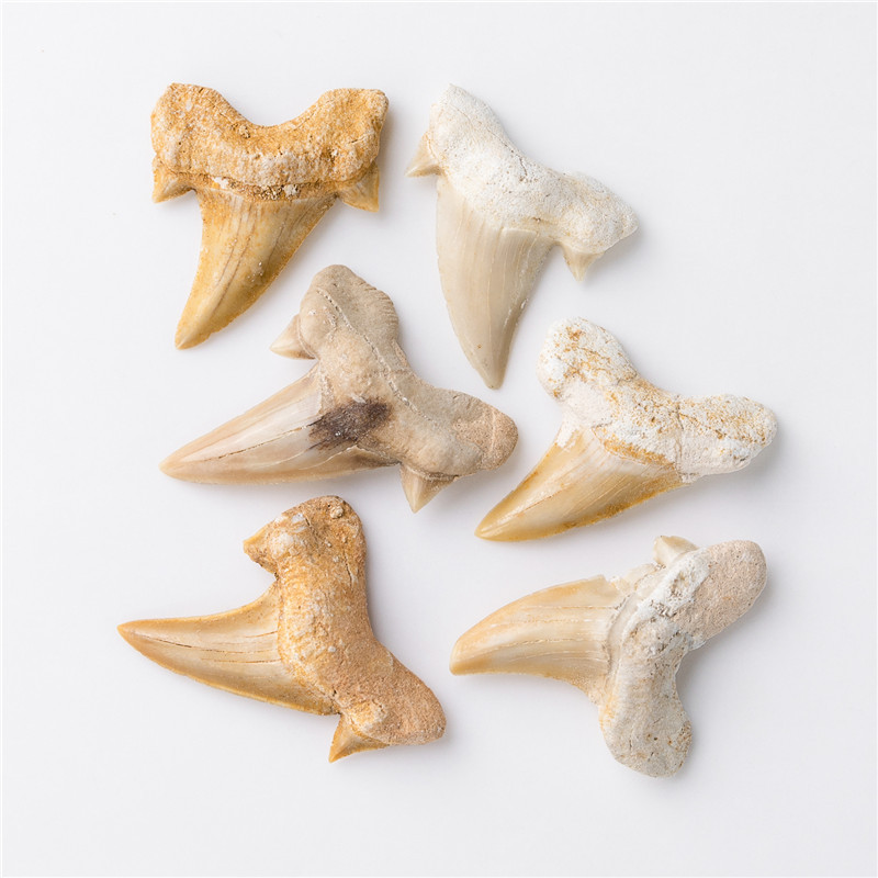 High Quality Natural Mineral marine life specimens small size shark tooth fossil teaching specimen for decoration