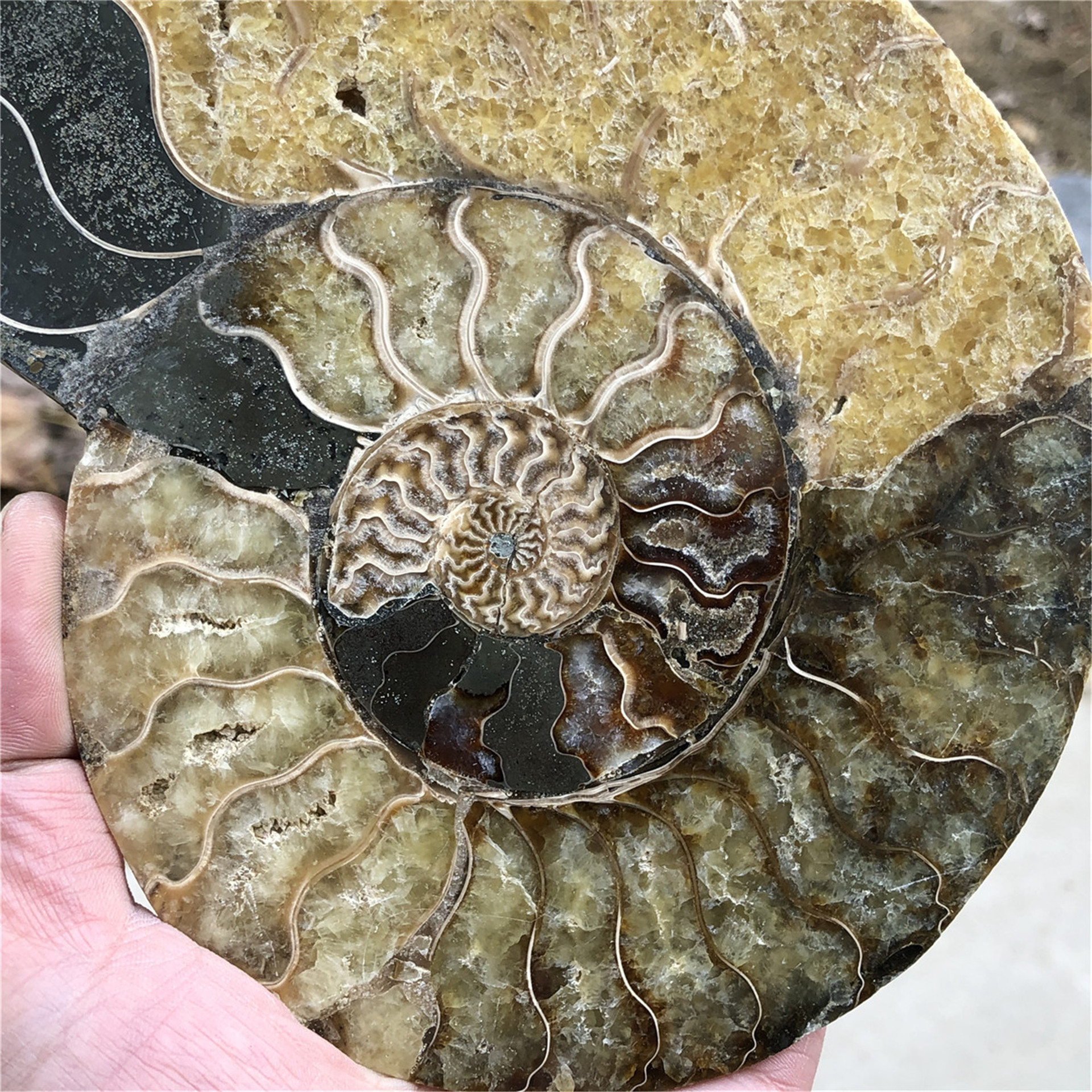 Wholesale Natural Folk Crafts Ammonite Fossil Nautilus Shell Cut Slices Specimen For Decoration and gifts