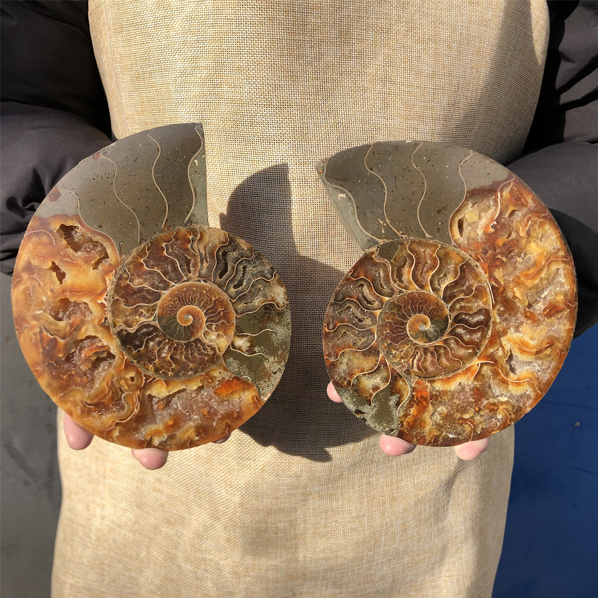 Hot sale natural Folk Crafts Ammonite Fossil Nautilus Shell Cut Slices Specimen For Decoration and gifts