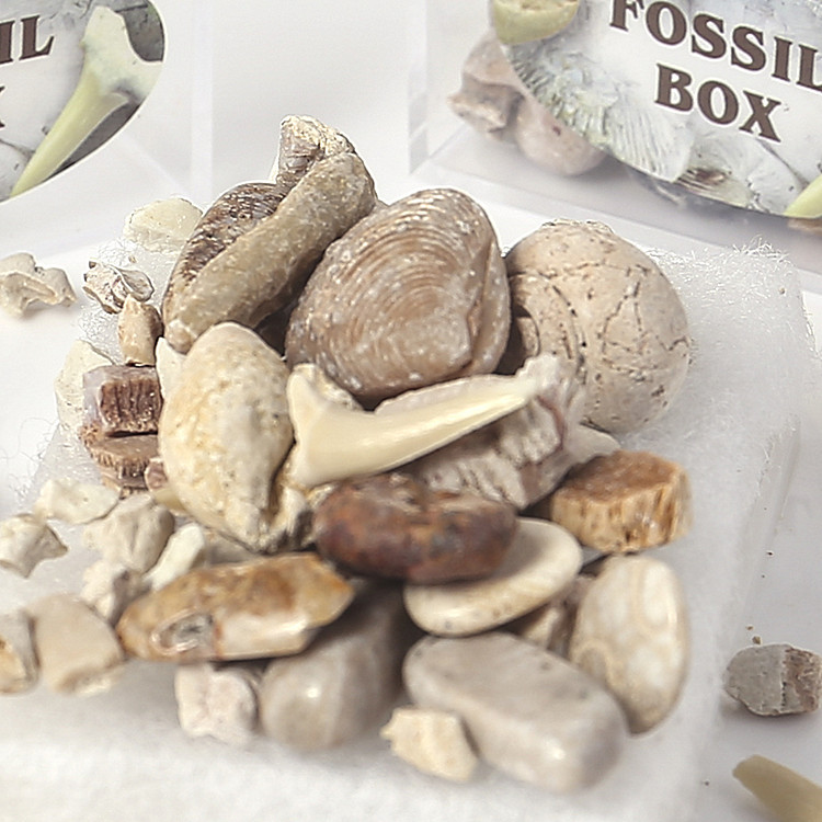 Hot sale natural fossil stone gift box mixed fossil ore specimens teaching minerals rocks gravel materials for sale