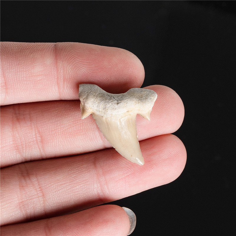 High Quality Natural Mineral marine life specimens small size shark tooth fossil teaching specimen for decoration