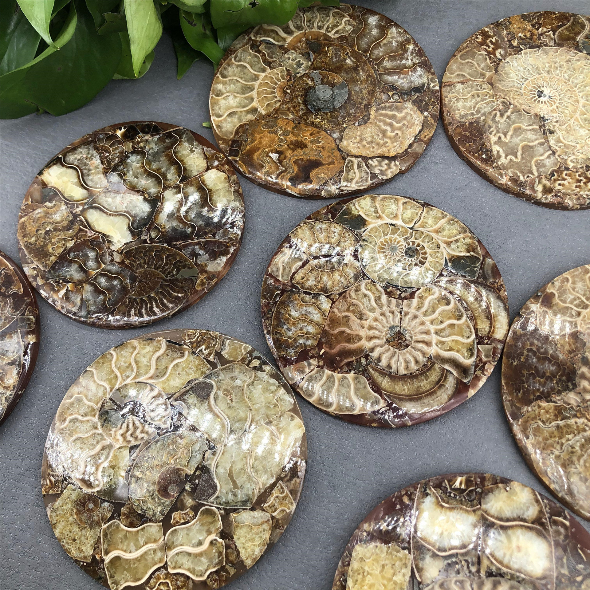 Fengshui decoration natural gemstone fossils furnishing articles polished healing ammonites fossils stone for sale