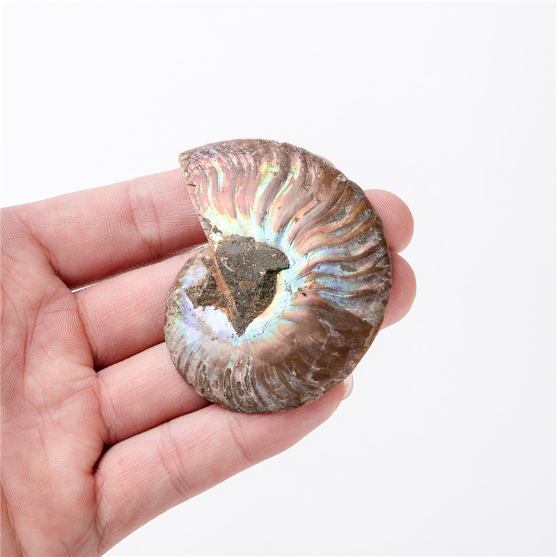 Natural Conch Fossil Wholesale High quality 6-7cm Spotted Snail Fossil Stone Specimen For Home Decoration