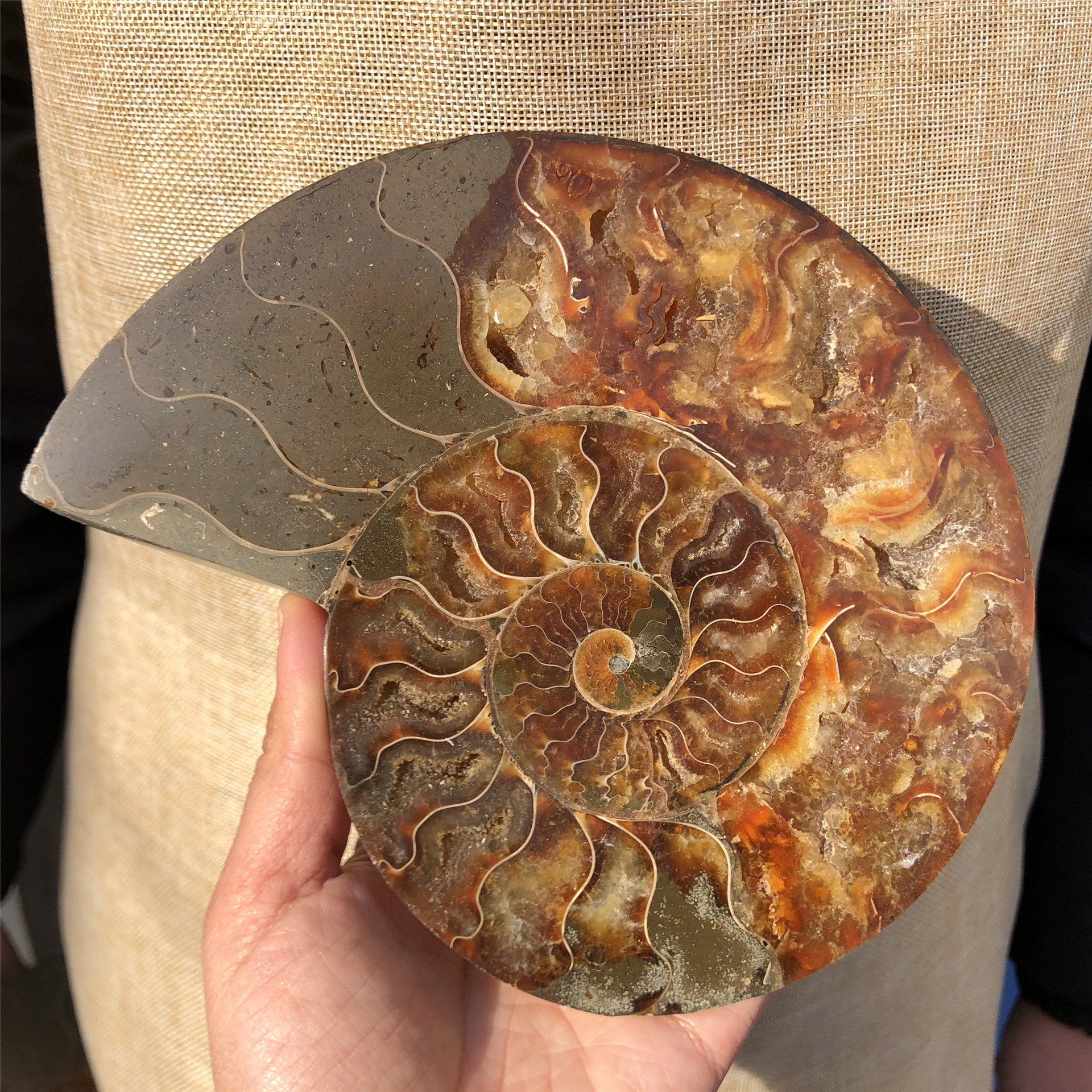 Hot sale natural Folk Crafts Ammonite Fossil Nautilus Shell Cut Slices Specimen For Decoration and gifts