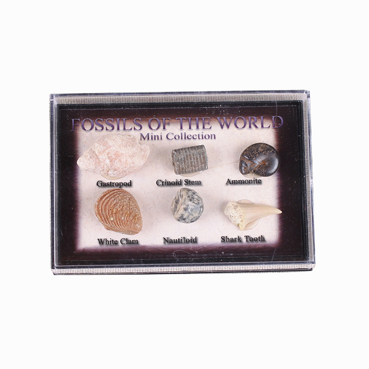 Wholesale 6 kinds of mini fossil stone natural healing marine animals and plants fossil specimen boxed for sale