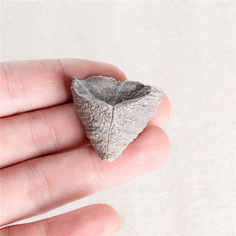 Natural Marine life fossil coral stone gifts wholesale small coral fossil stone specimen for sale