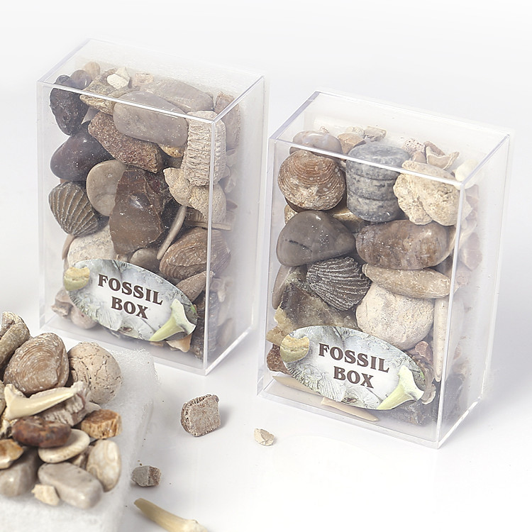 Hot sale natural fossil stone gift box mixed fossil ore specimens teaching minerals rocks gravel materials for sale