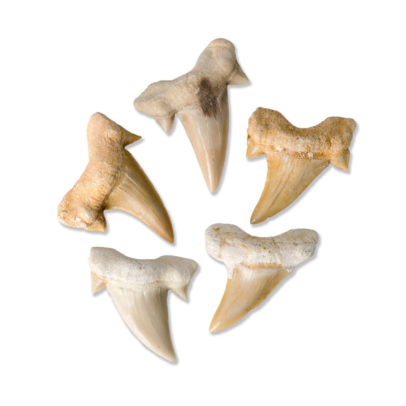 High Quality Natural Mineral marine life specimens small size shark tooth fossil teaching specimen for decoration