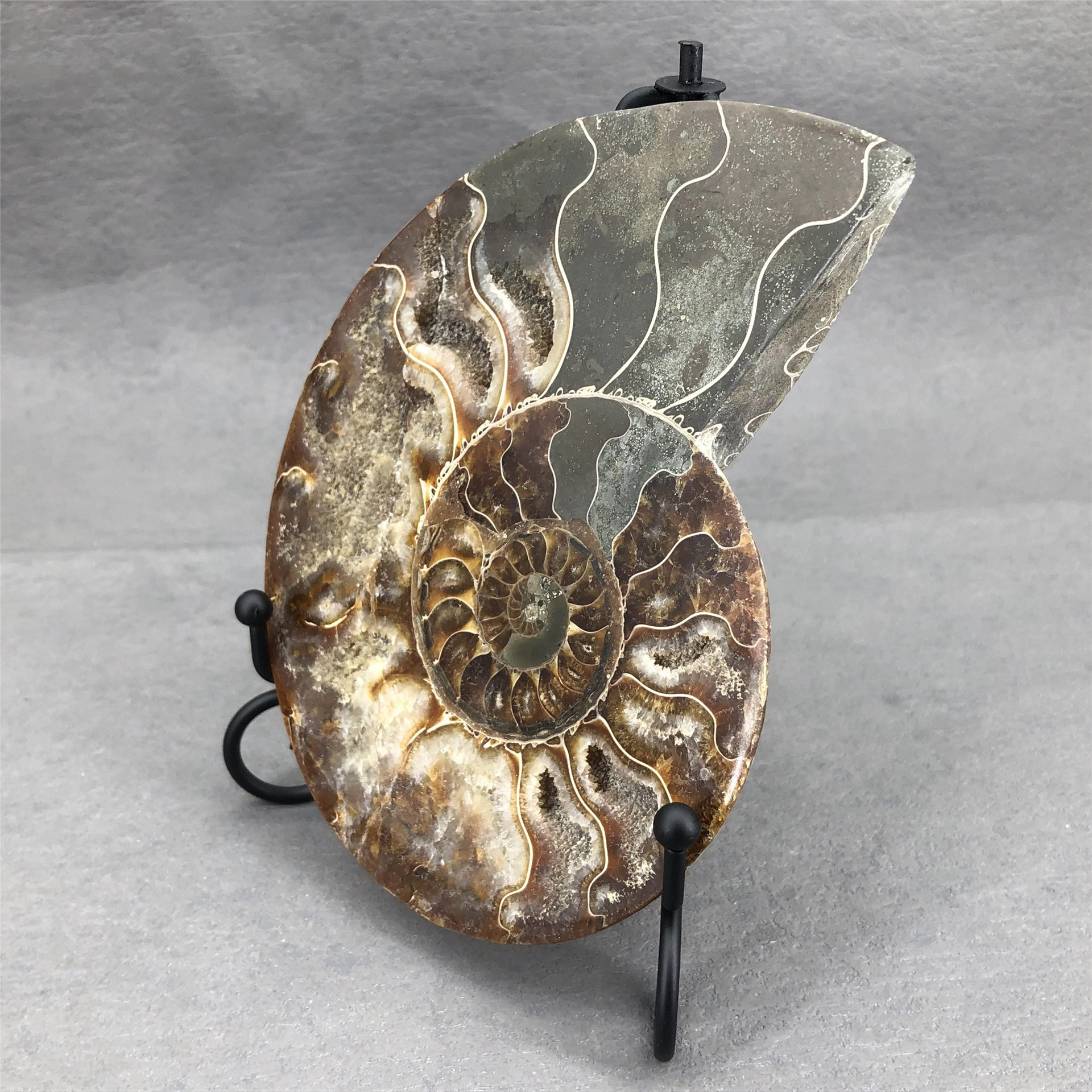 Hot sale natural Folk Crafts Ammonite Fossil Nautilus Shell Cut Slices Specimen For Decoration and gifts