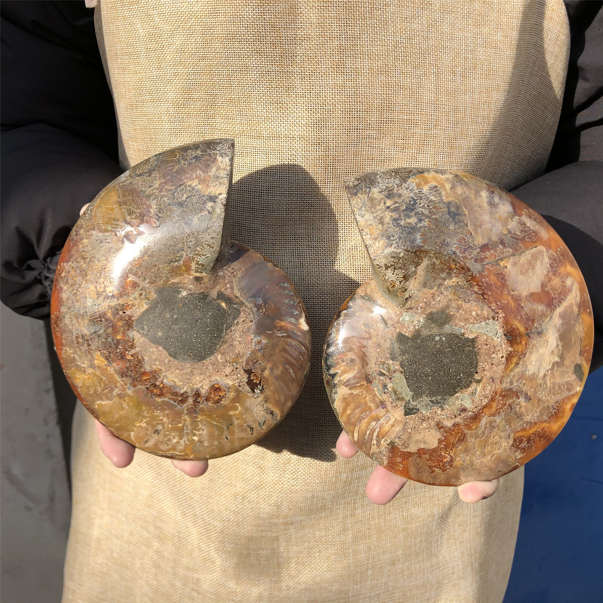 Hot sale natural Folk Crafts Ammonite Fossil Nautilus Shell Cut Slices Specimen For Decoration and gifts