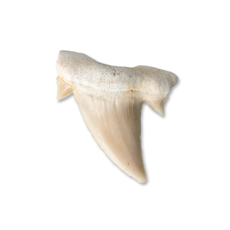 High Quality Natural Mineral marine life specimens small size shark tooth fossil teaching specimen for decoration