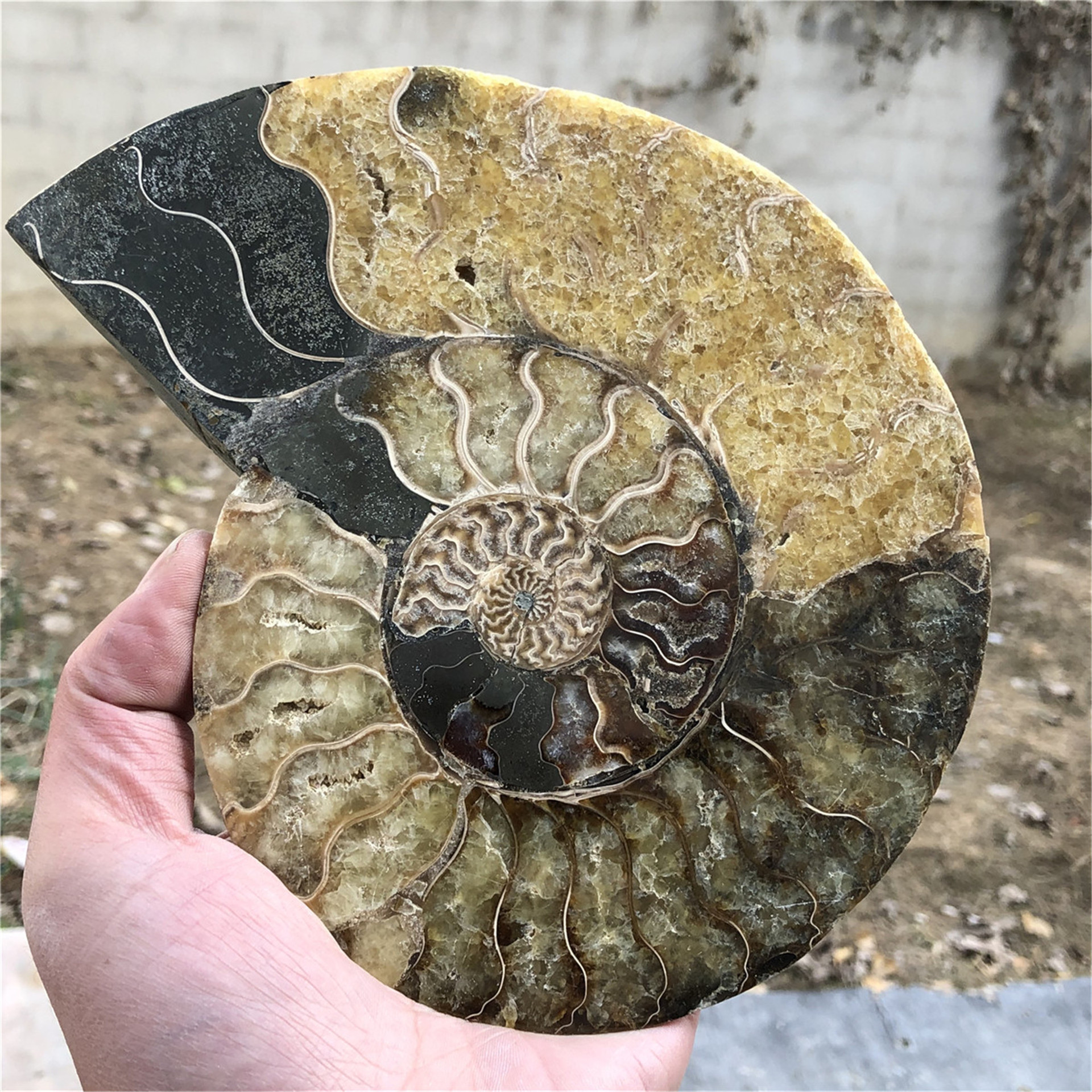 Wholesale Natural Folk Crafts Ammonite Fossil Nautilus Shell Cut Slices Specimen For Decoration and gifts