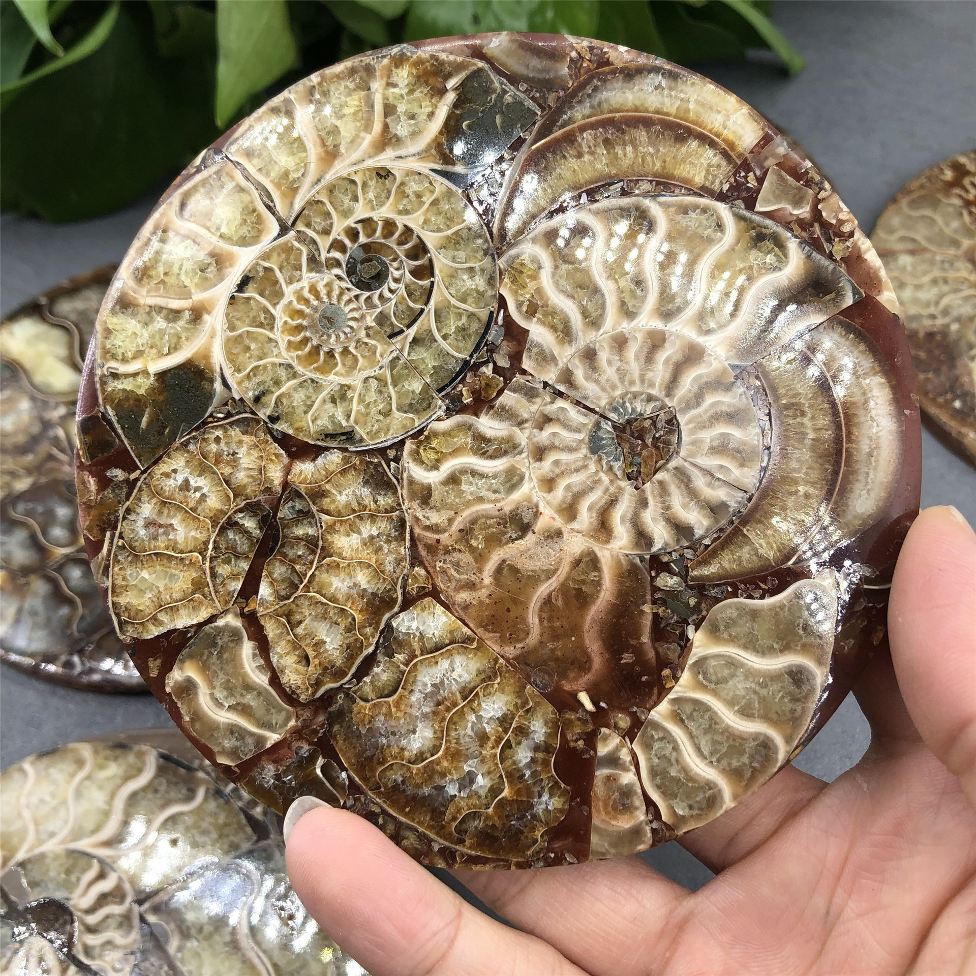 Fengshui decoration natural gemstone fossils furnishing articles polished healing ammonites fossils stone for sale