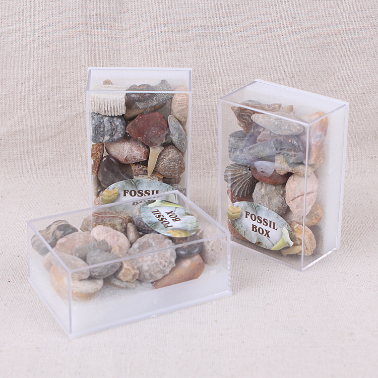 Hot sale natural fossil stone gift box mixed fossil ore specimens teaching minerals rocks gravel materials for sale