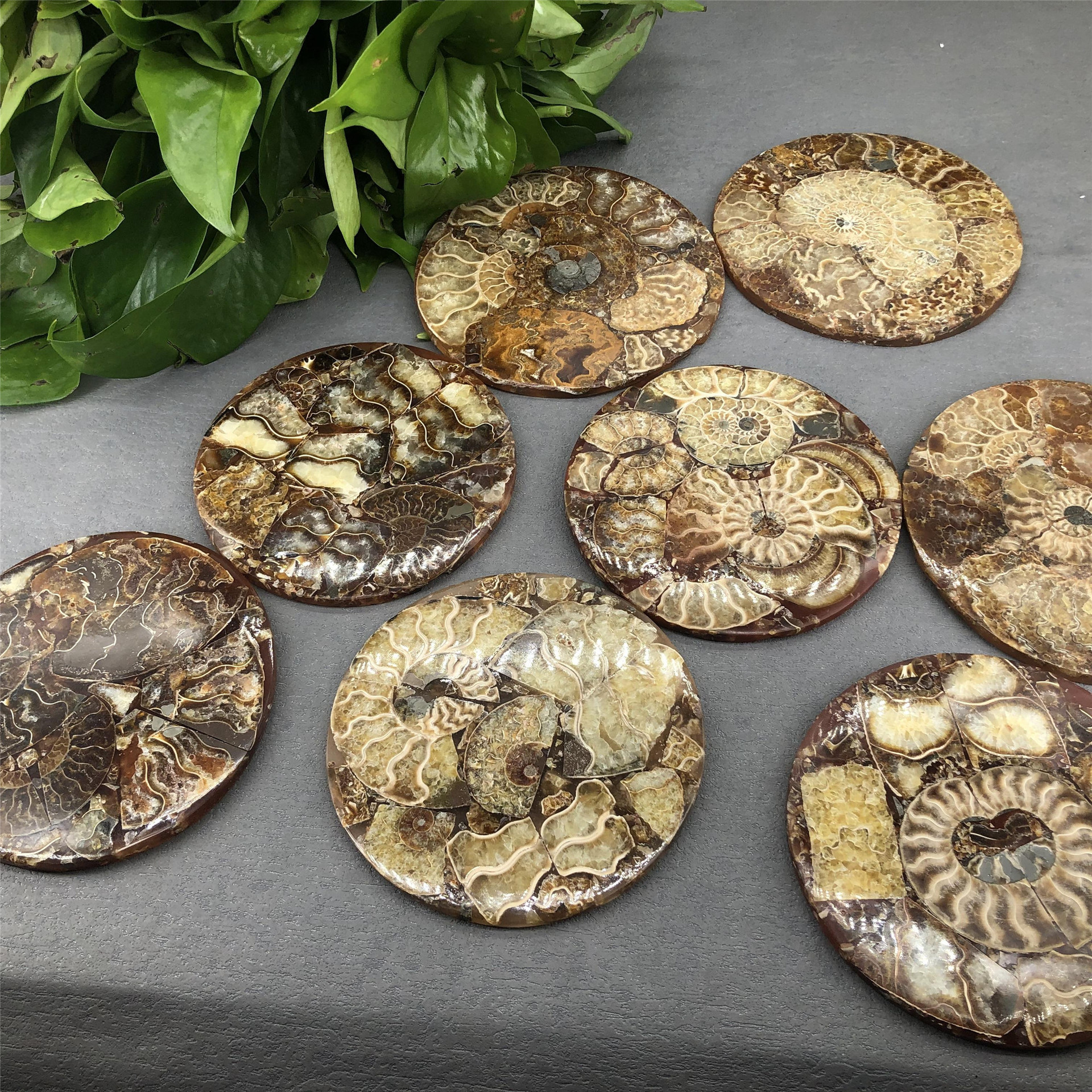 Fengshui decoration natural gemstone fossils furnishing articles polished healing ammonites fossils stone for sale